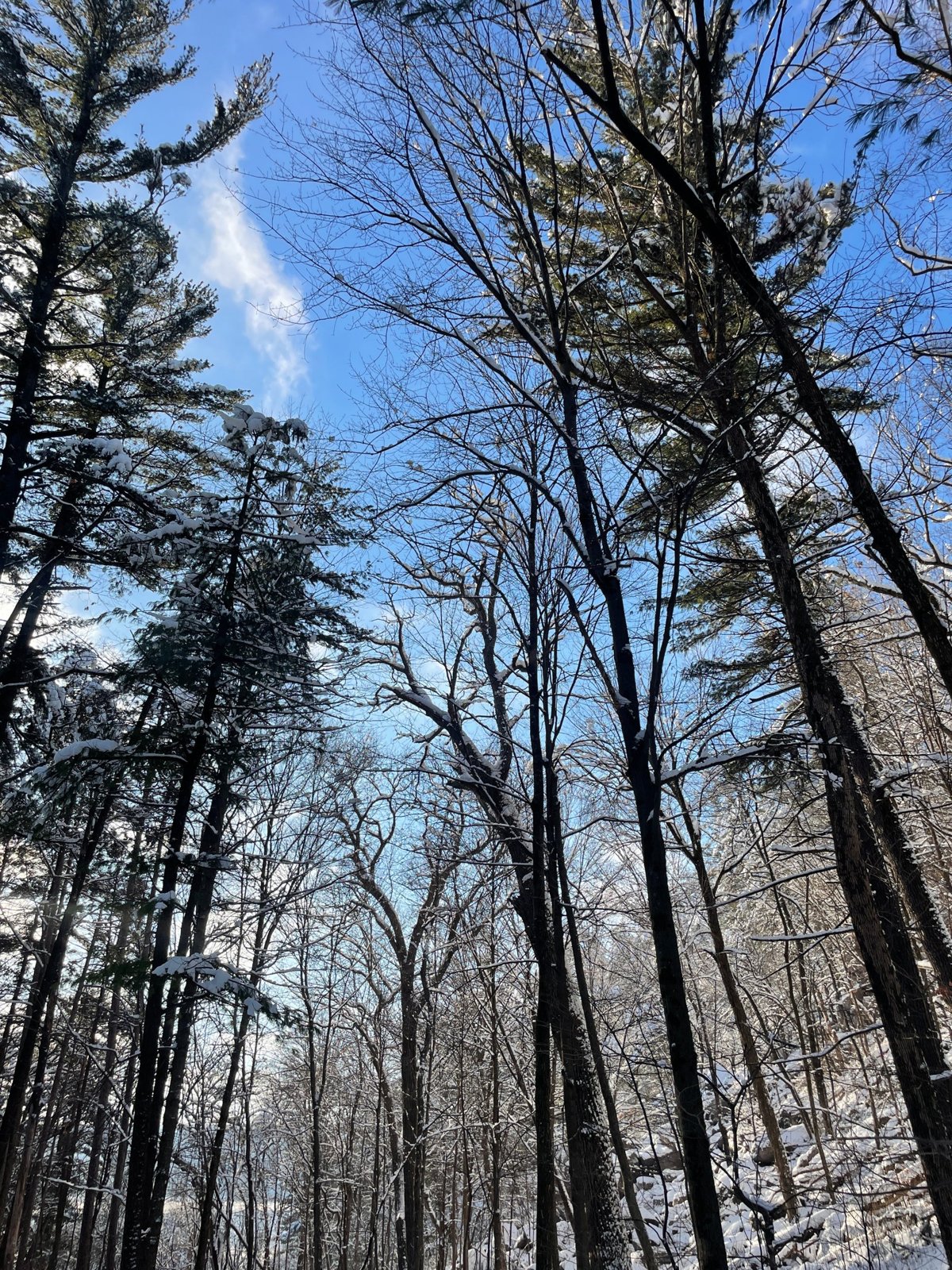 Looking up through tall pines and bare trees dusted with snow against a bright blue sky